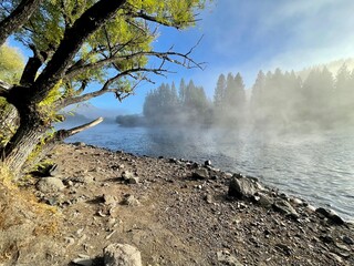 tree on the shore in limay river bariloche 