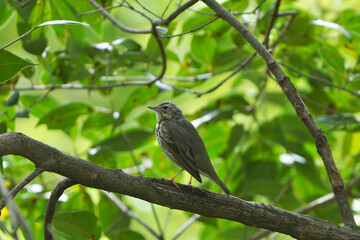 olive backed pipit in a forest