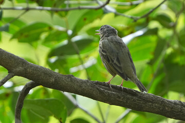 olive backed pipit in a forest