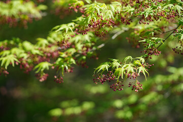 カエデの花