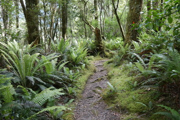 Subtropischer Regenwald im Fjord Nationalpark Milford Sound Neuseeland