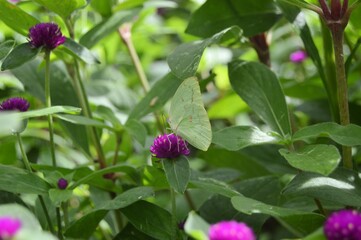 Yogyakarta, Indonesia &ndash; January 13, 2020:  The Beautiful Of Hutan Pinus Mangunan, Pine Forest Located In Mangunan, Bantul. Selected Focus