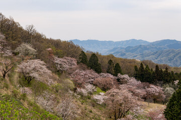 Fototapeta na wymiar 桜の名所の美の山公園／日本埼玉県秩父市・4月