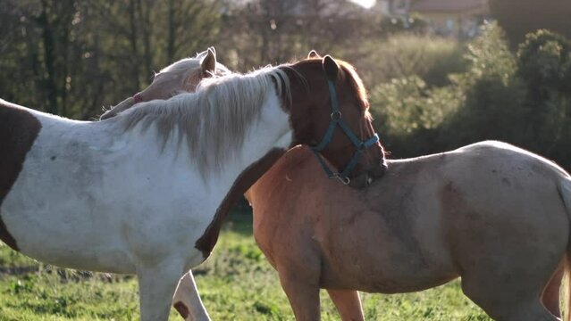 Heartwarming Horse Bond: Two Horses Nuzzling and Grooming Each Other