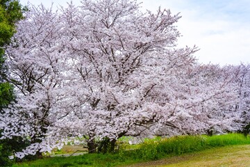 Naklejka premium 風土記の丘の桜