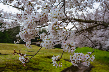 風土記の丘の桜