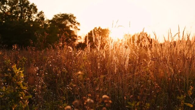 Wild field meadow overgrown with dry tall grass with reeds. thin stems plants sway in wind at sunset. bright rays of sun break through foliage. cold autumn evening at dusk. peaceful calm nature view