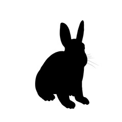 black rabbit