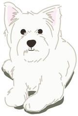 White Yorkshire Terrier dog sitting on ground