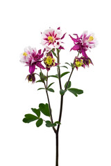 八重咲きのセイヨウオダマキ　ウィンキーダブルレッドホワイト　Aquilegia vulgaris 
