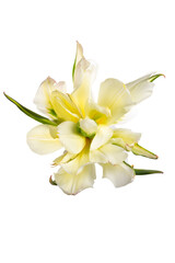 Fototapeta na wymiar 八重咲きのチューリップ　ホワイトバレー　Tulipa