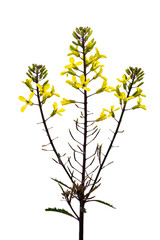 ハボタンの花　Brassica oleracea