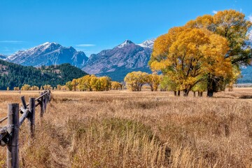 A beautiful autumn landscape with rustic wooden fencing and colorful cottonwood trees in Grand...