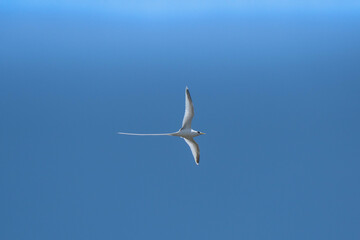 Oiseau blanc, paille en queue de l'île de la Réunion en vol