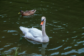 A graceful white swan swimming on a lake with dark water. The white swan is reflected in the water