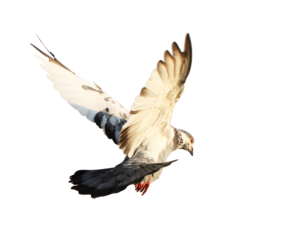 Pigeon in flight on transparent background (PNG File)