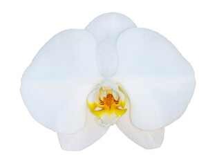 Fototapeta na wymiar White orchid on transparent background.