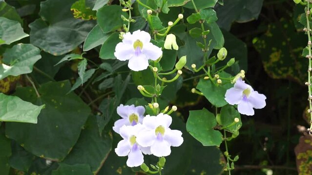 Thunbergia grandiflora (Also called Bengal clockvine, Bengal trumpet, blue skyflower) flower. Plants may grow to about 20 metres in height and have a long root system with a deep tap root