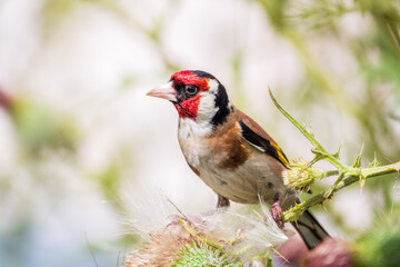European goldfinch, feeding on the seeds of thistles. Carduelis carduelis.
