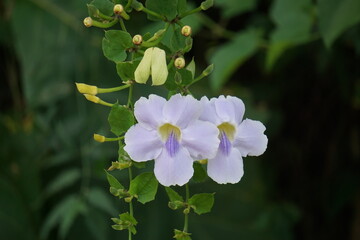 Thunbergia grandiflora (Also called Bengal clockvine, Bengal trumpet, blue skyflower) flower. Plants may grow to about 20 metres in height and have a long root system with a deep tap root