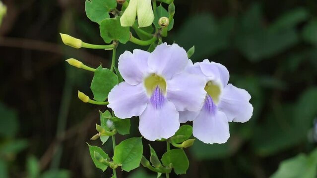 Thunbergia grandiflora (Also called Bengal clockvine, Bengal trumpet, blue skyflower) flower. Plants may grow to about 20 metres in height and have a long root system with a deep tap root
