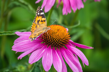 Beautiful butterfly painted lady or Vanessa cardui sitting on purple Echinacea flower in the...