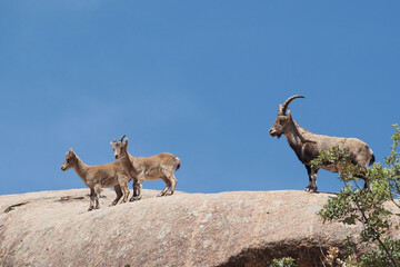 beautiful mountain goat calves with their mother