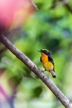 Male Narcissus Flycatcher in the wild
