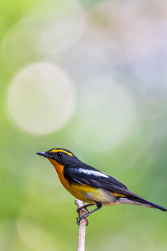 Male Narcissus Flycatcher in the wild
