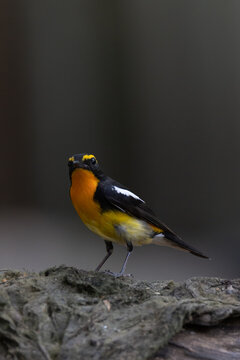 Male Narcissus Flycatcher in the wild
