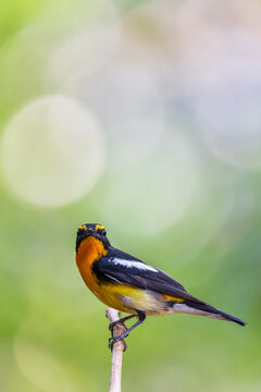 Male Narcissus Flycatcher in the wild
