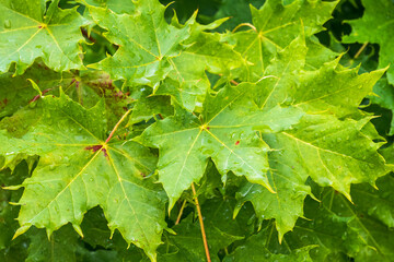 Branches of maple with green leaves covered with water drops after rain