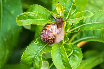 Copse snail, Arianta arbustorum, igliding on the plant in the garden. Macro, close-up.