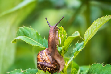 Copse snail, Arianta arbustorum, igliding on the plant in the garden. Macro, close-up.