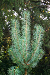 Background of green pine branches with water drops after rain