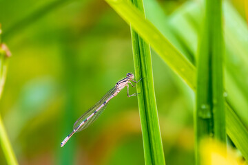 Small dragonfly Enallagma cyathigerum, the common blue damselfly, female. on a blade of grass