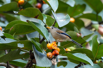 Blue-winged minla or Actinodura cyanouroptera seen in Rongtong in West Bengal