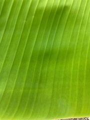 green leaf background