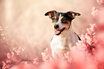 Spring portrait of a dog in pink flowers. Spring is the most beautiful time. A dog is a man's best friend.