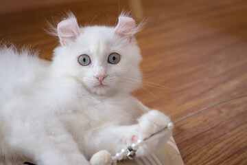 Cute cat looking around, concept of pets, domestic animals. Close-up portrait of cat sitting down looking around