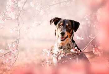 Spring portrait of a dog in pink flowers. Spring is the most beautiful time. A dog is a man's best...