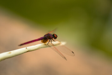 close up of a dragonfly sitting on branch with defocus bokeh background, selective focus