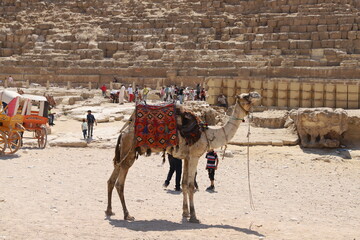 Camel and Pyramid at Giza, Cairo, Egypt