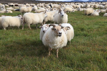 Icelandic sheep flock in Iceland