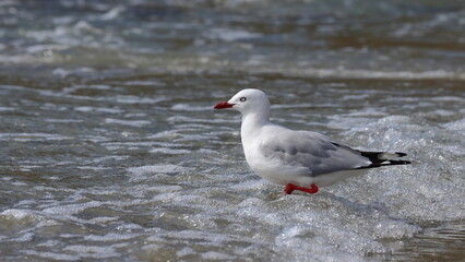 A Silver gull or New Zealand red-billed gull (Chroicocephalus novaehollandiae) walking on the beach, in Dunedin, New Zealand
