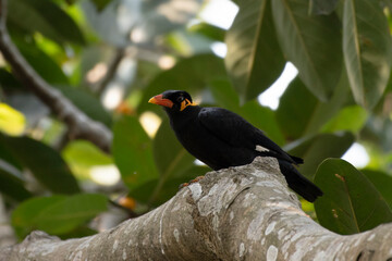 Common hill myna or Gracula religiosa observed in Rongtong in West Bengal, India