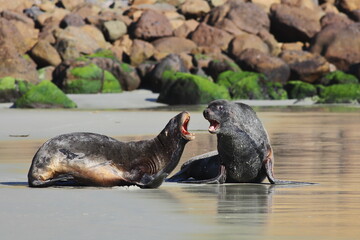 Male New Zealand sea lion or Hooker's sea lion (Phocarctos hookeri) fighting on the beach, an amazing marine mammal species endemic to New Zealand, on Otago Peninsula, South Island, New Zealand