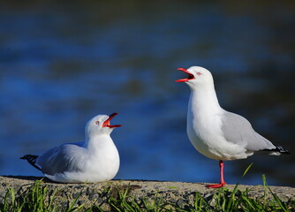 A pair of Silver gull or New Zealand red-billed gull (Chroicocephalus novaehollandiae) calling loudly on the grass in sunlight with blurred blue sea background, in Dunedin, New Zealand