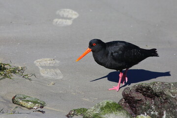 Humans and wildlife share the beach: Variable oystercatcher - Haematopus unicolor, endemic to New Zealand, standing on the beach and looking at the human footprints, on Otago Peninsula, in New Zealand
