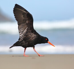 Variable oystercatcher - Haematopus unicolor, endemic to New Zealand, with special red bill and feet, spreading wings on the beach in Dunedin, New Zealand, with blurred sea waves background 